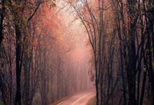 塔图姆迎来十五赛季出色发挥，热火观众热烈欢呼！